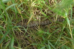 Crotalus oreganus