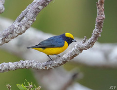 Euphonia luteicapilla