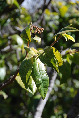 Wikstroemia furcata