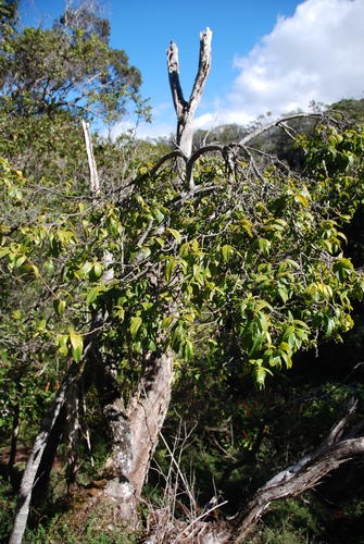 Wikstroemia furcata