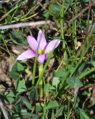 Romulea rosea australis