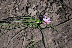 Romulea rosea australis