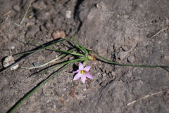 Romulea rosea australis