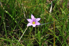 Romulea rosea australis