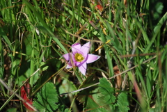 Romulea rosea australis