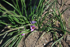 Romulea rosea australis