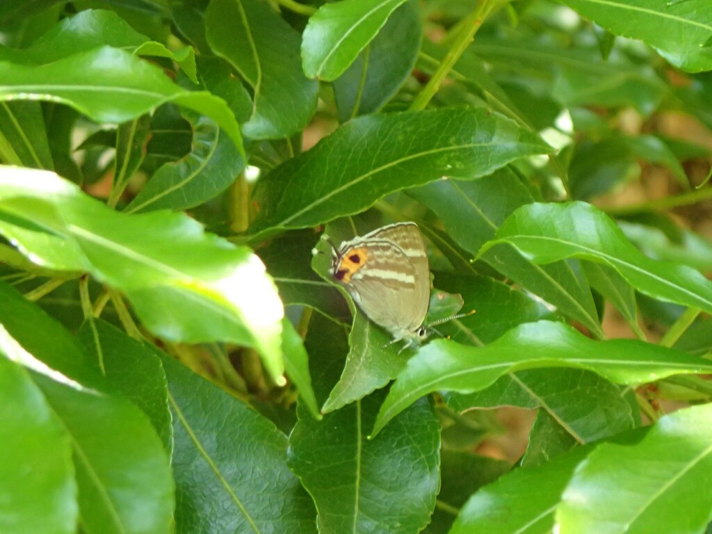 Sibataniozephyrus fujisanus