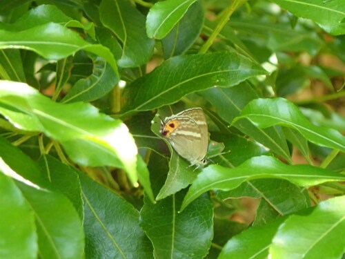 Sibataniozephyrus fujisanus