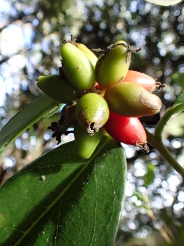 Wikstroemia furcata