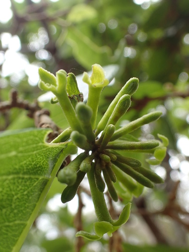 Wikstroemia furcata