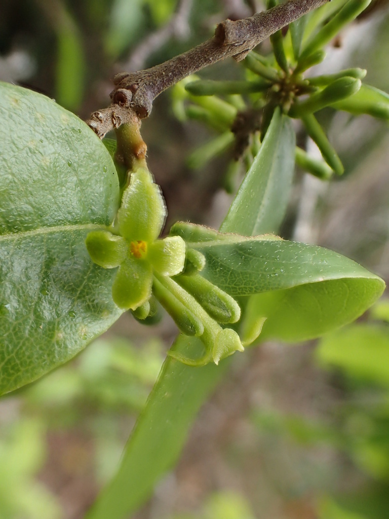Wikstroemia furcata