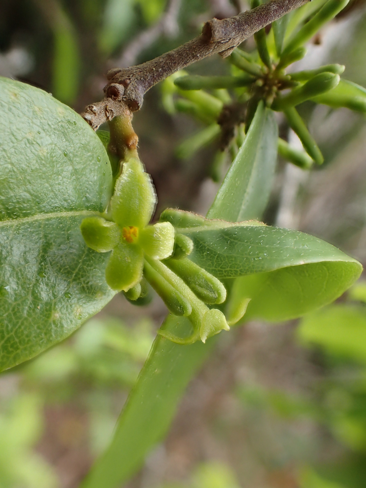 Wikstroemia furcata