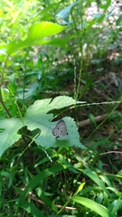 Megisba malaya sikkima