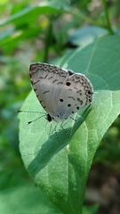 Megisba malaya sikkima