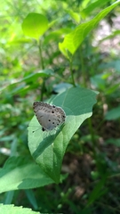 Megisba malaya sikkima