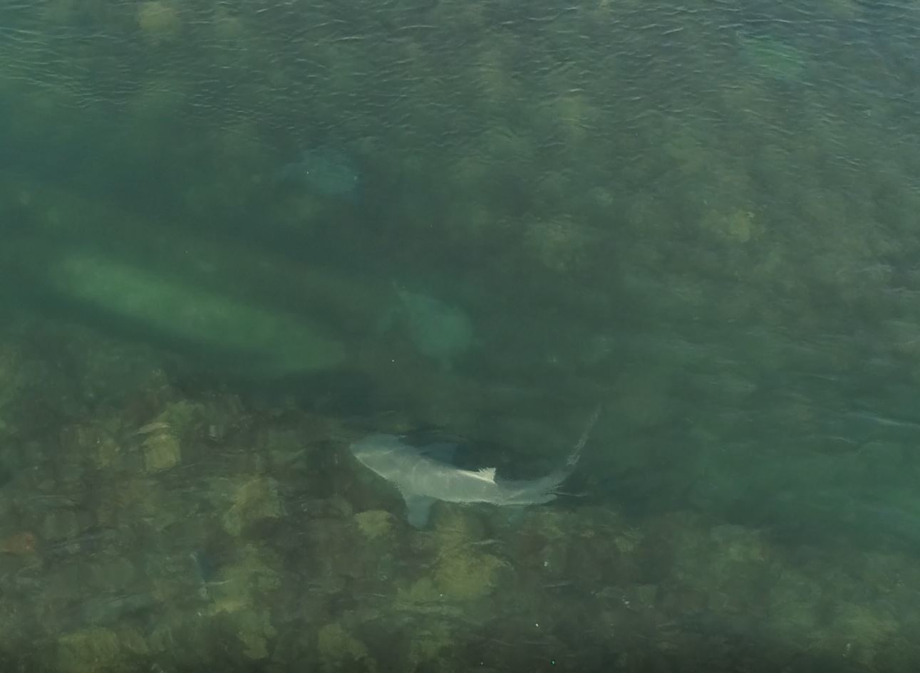 Carcharhinus leucas