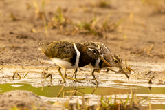Australian Painted-Snipe photo 2