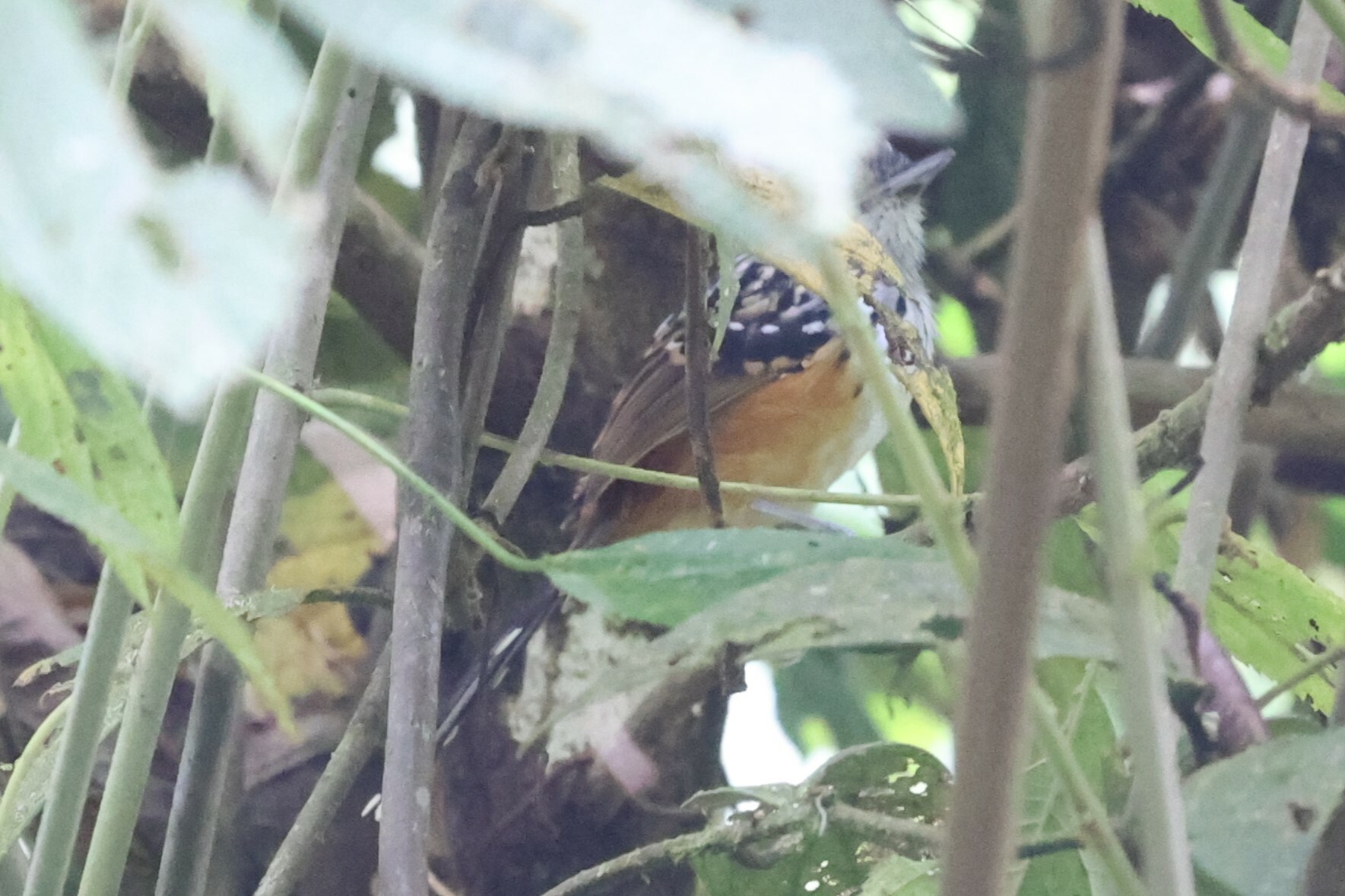 Streak-headed Antbird (Drymophila striaticeps), photo 9