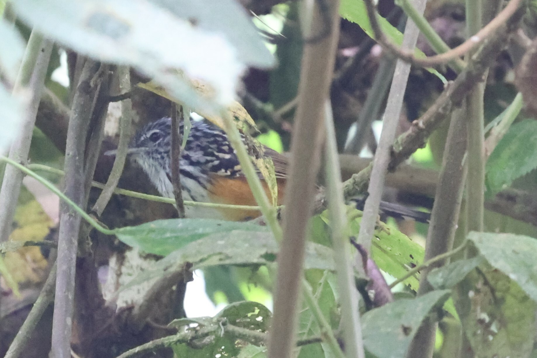 Streak-headed Antbird (Drymophila striaticeps), photo 8