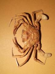 Liocarcinus depurator