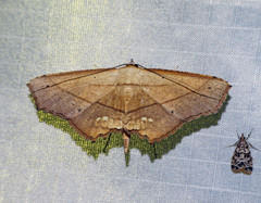 Nicevillea epiplemoides