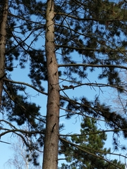Sciurus vulgaris