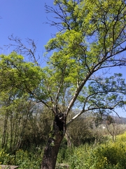 Fraxinus angustifolia syriaca