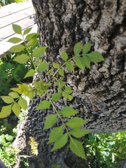 Fraxinus angustifolia syriaca