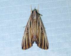 Ercheia multilinea