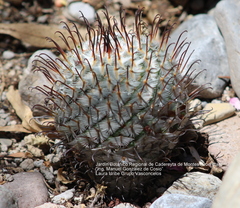 Mammillaria perezdelarosae