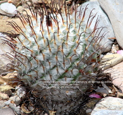 Mammillaria perezdelarosae