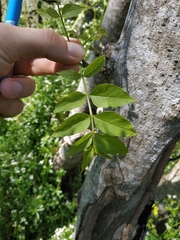 Fraxinus angustifolia syriaca