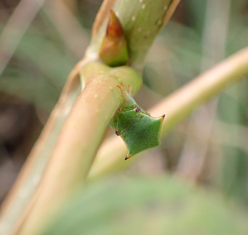 Buffalo treehopper
