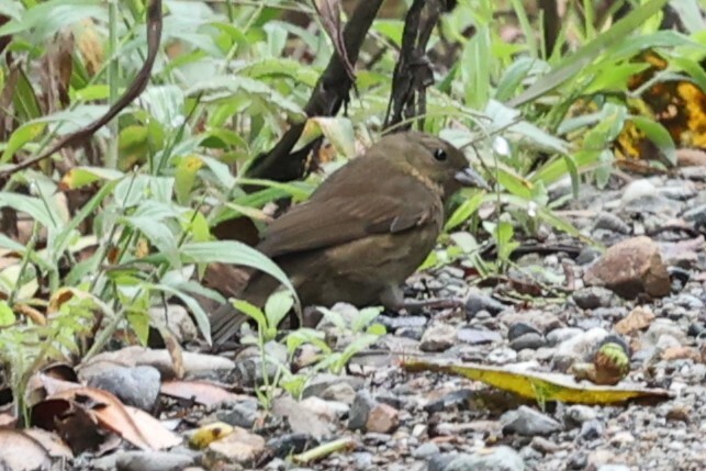 Slaty Finch (Haplospiza rustica), photo 4