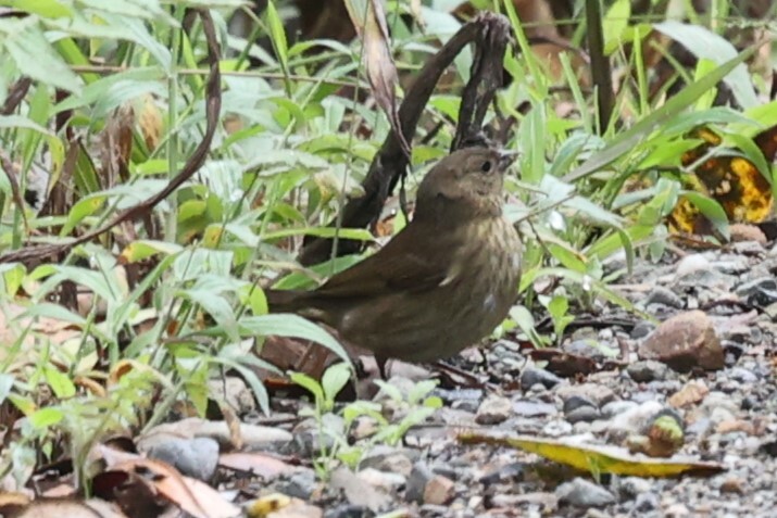 Slaty Finch (Haplospiza rustica), photo 5