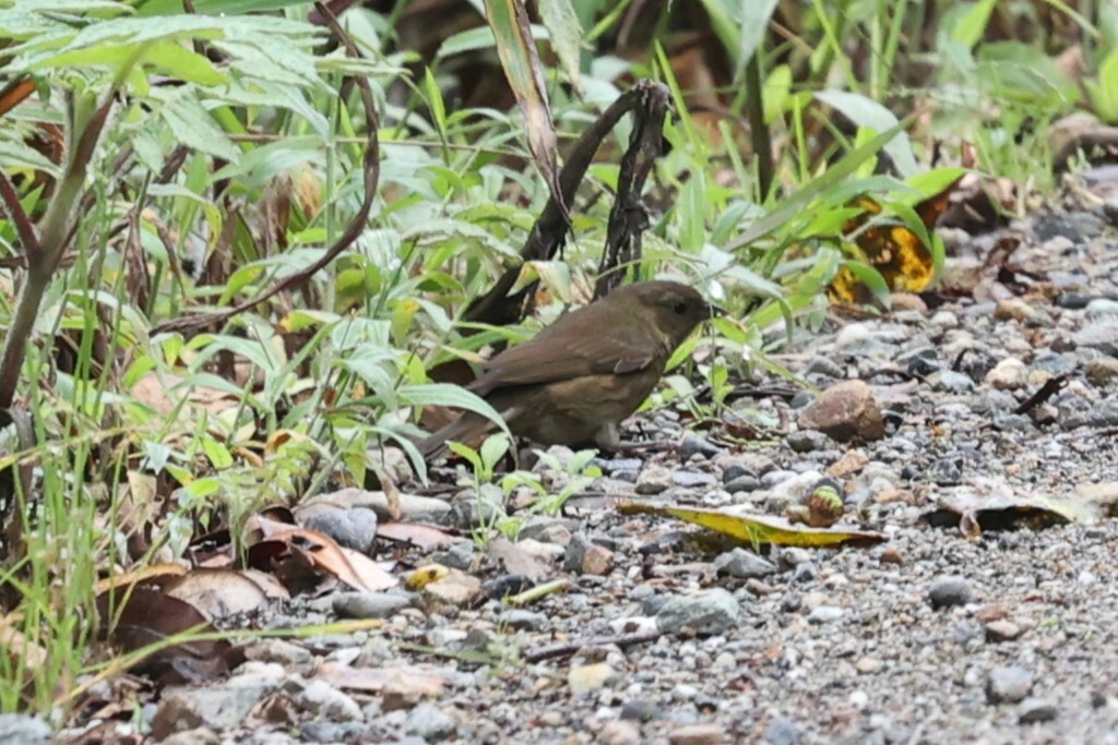 Slaty Finch (Haplospiza rustica), photo 6