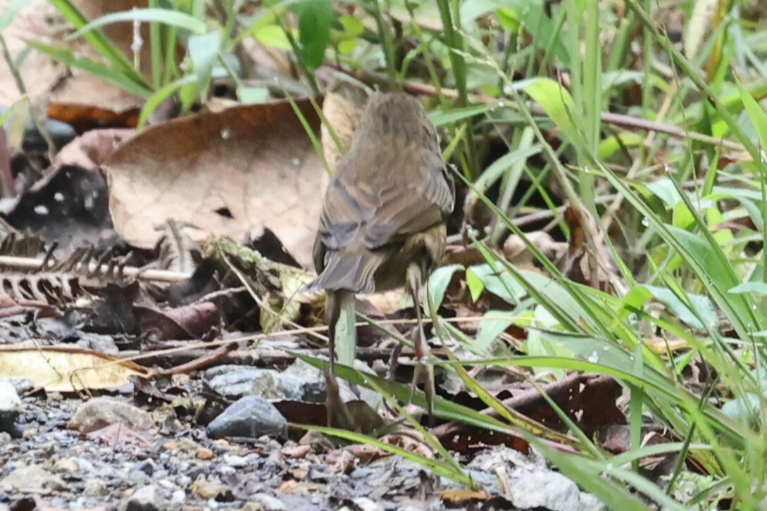 Slaty Finch (Haplospiza rustica), photo 7