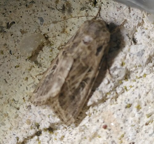 Spodoptera littoralis