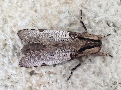 Trismelasmos albicans