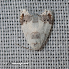 Neoduma kuangtungensis