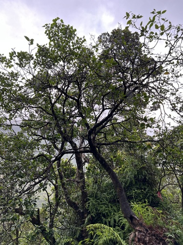 Wikstroemia skottsbergiana