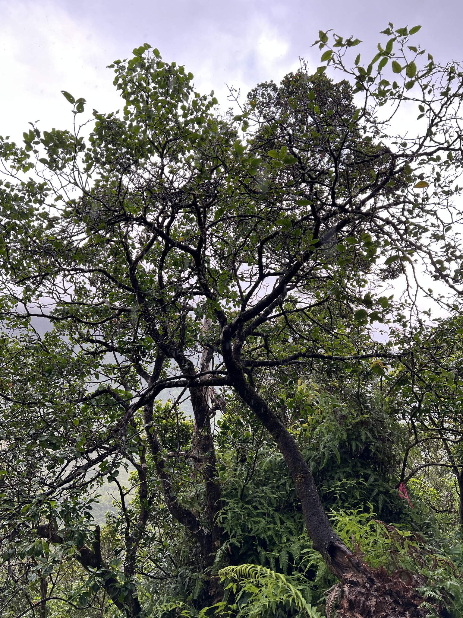 Wikstroemia skottsbergiana