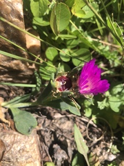 Delosperma deilanthoides