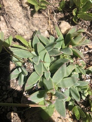 Delosperma deilanthoides