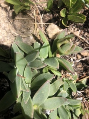 Delosperma deilanthoides