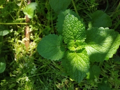 Nepeta curviflora