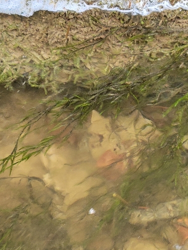 Fontinalis dalecarlica observed 2023-10-23