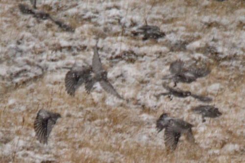Brandt's Mountain Finch (Leucosticte brandti), photo 10