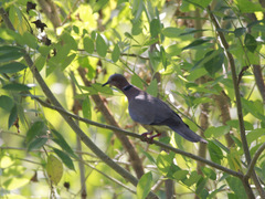 Streptopelia bitorquata