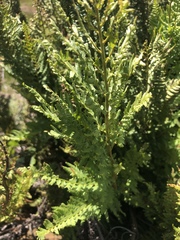 Dryopteris athamantica
